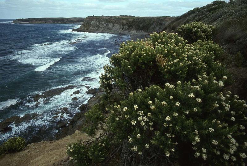 RWT 0065 071-10 Australia Vic Coast.jpg